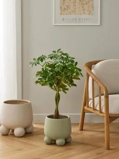 Portavaso Olea