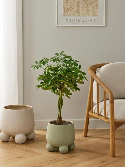 Portavaso Olea